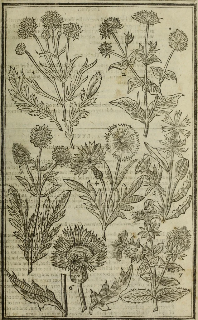 An illustration from Paradisi in sole, paradisus terrestris : or, a choice garden of all sorts of rarest flowers : with their nature, place of birth, time of flowering, names, and vertues to each plant, useful in physick, or admired for beauty. To which is annext a kitchen-garden furnished with all manner of herbs, roots, and fruits, for meat or sawce used with us. With the art of planting an orchard of all sorts of fruit-bearing trees and shrubs, shewing the nature of grafting, inoculating and pruning of them. Together with the right ordering, planting and preserving of them, with their select vertues: All unmentioned in former Herbals, 1656, leaf 336