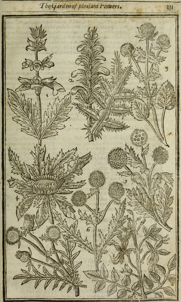 An illustration from Paradisi in sole, paradisus terrestris : or, a choice garden of all sorts of rarest flowers : with their nature, place of birth, time of flowering, names, and vertues to each plant, useful in physick, or admired for beauty. To which is annext a kitchen-garden furnished with all manner of herbs, roots, and fruits, for meat or sawce used with us. With the art of planting an orchard of all sorts of fruit-bearing trees and shrubs, shewing the nature of grafting, inoculating and pruning of them. Together with the right ordering, planting and preserving of them, with their select vertues: All unmentioned in former Herbals, 1656, leaf 342