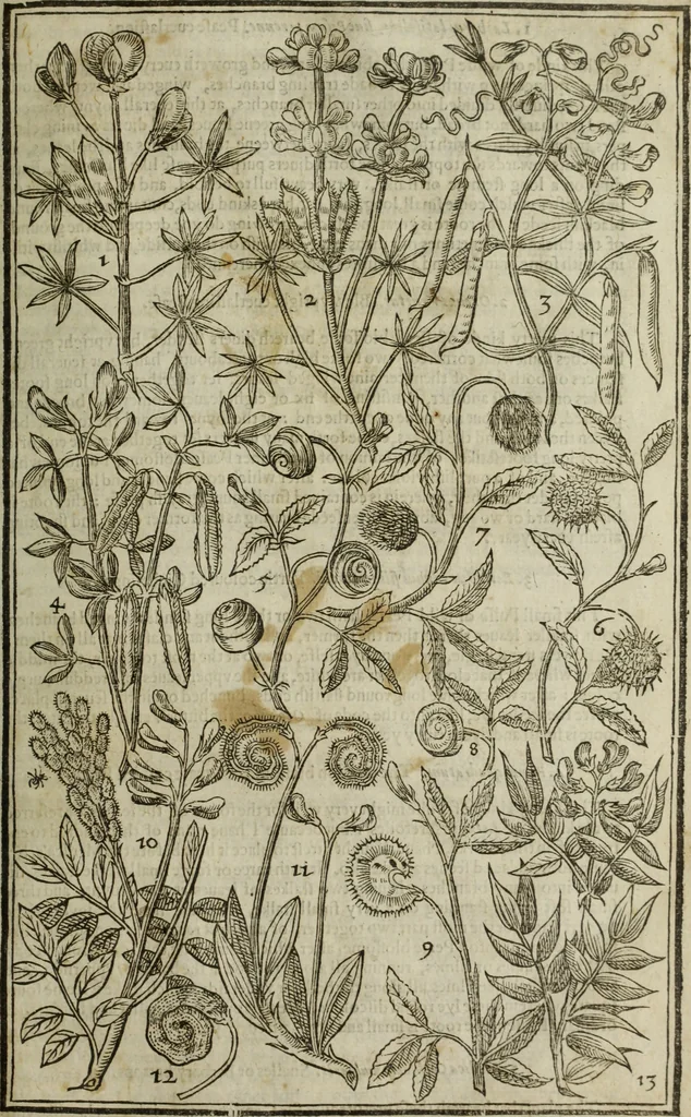 An illustration from Paradisi in sole, paradisus terrestris : or, a choice garden of all sorts of rarest flowers : with their nature, place of birth, time of flowering, names, and vertues to each plant, useful in physick, or admired for beauty. To which is annext a kitchen-garden furnished with all manner of herbs, roots, and fruits, for meat or sawce used with us. With the art of planting an orchard of all sorts of fruit-bearing trees and shrubs, shewing the nature of grafting, inoculating and pruning of them. Together with the right ordering, planting and preserving of them, with their select vertues: All unmentioned in former Herbals, 1656, leaf 348