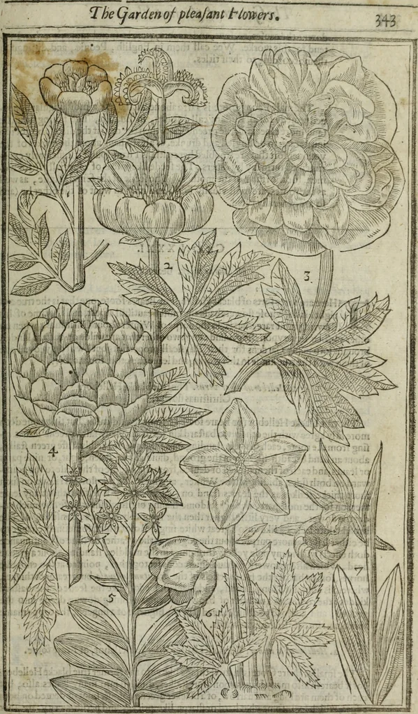 An illustration from Paradisi in sole, paradisus terrestris : or, a choice garden of all sorts of rarest flowers : with their nature, place of birth, time of flowering, names, and vertues to each plant, useful in physick, or admired for beauty. To which is annext a kitchen-garden furnished with all manner of herbs, roots, and fruits, for meat or sawce used with us. With the art of planting an orchard of all sorts of fruit-bearing trees and shrubs, shewing the nature of grafting, inoculating and pruning of them. Together with the right ordering, planting and preserving of them, with their select vertues: All unmentioned in former Herbals, 1656, leaf 354