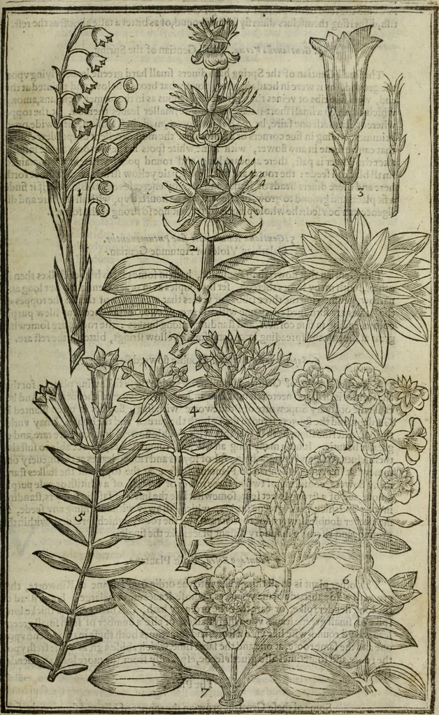 An illustration from Paradisi in sole, paradisus terrestris : or, a choice garden of all sorts of rarest flowers : with their nature, place of birth, time of flowering, names, and vertues to each plant, useful in physick, or admired for beauty. To which is annext a kitchen-garden furnished with all manner of herbs, roots, and fruits, for meat or sawce used with us. With the art of planting an orchard of all sorts of fruit-bearing trees and shrubs, shewing the nature of grafting, inoculating and pruning of them. Together with the right ordering, planting and preserving of them, with their select vertues: All unmentioned in former Herbals, 1656, leaf 362