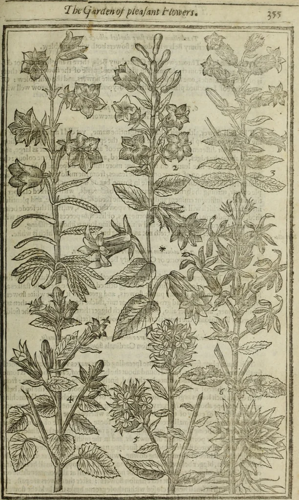 An illustration from Paradisi in sole, paradisus terrestris : or, a choice garden of all sorts of rarest flowers : with their nature, place of birth, time of flowering, names, and vertues to each plant, useful in physick, or admired for beauty. To which is annext a kitchen-garden furnished with all manner of herbs, roots, and fruits, for meat or sawce used with us. With the art of planting an orchard of all sorts of fruit-bearing trees and shrubs, shewing the nature of grafting, inoculating and pruning of them. Together with the right ordering, planting and preserving of them, with their select vertues: All unmentioned in former Herbals, 1656, leaf 366