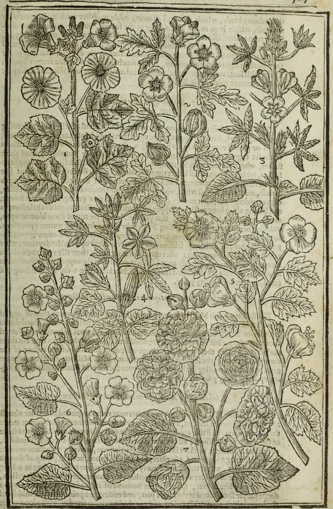 An illustration from Paradisi in sole, paradisus terrestris : or, a choice garden of all sorts of rarest flowers : with their nature, place of birth, time of flowering, names, and vertues to each plant, useful in physick, or admired for beauty. To which is annext a kitchen-garden furnished with all manner of herbs, roots, and fruits, for meat or sawce used with us. With the art of planting an orchard of all sorts of fruit-bearing trees and shrubs, shewing the nature of grafting, inoculating and pruning of them. Together with the right ordering, planting and preserving of them, with their select vertues: All unmentioned in former Herbals, 1656, leaf 378