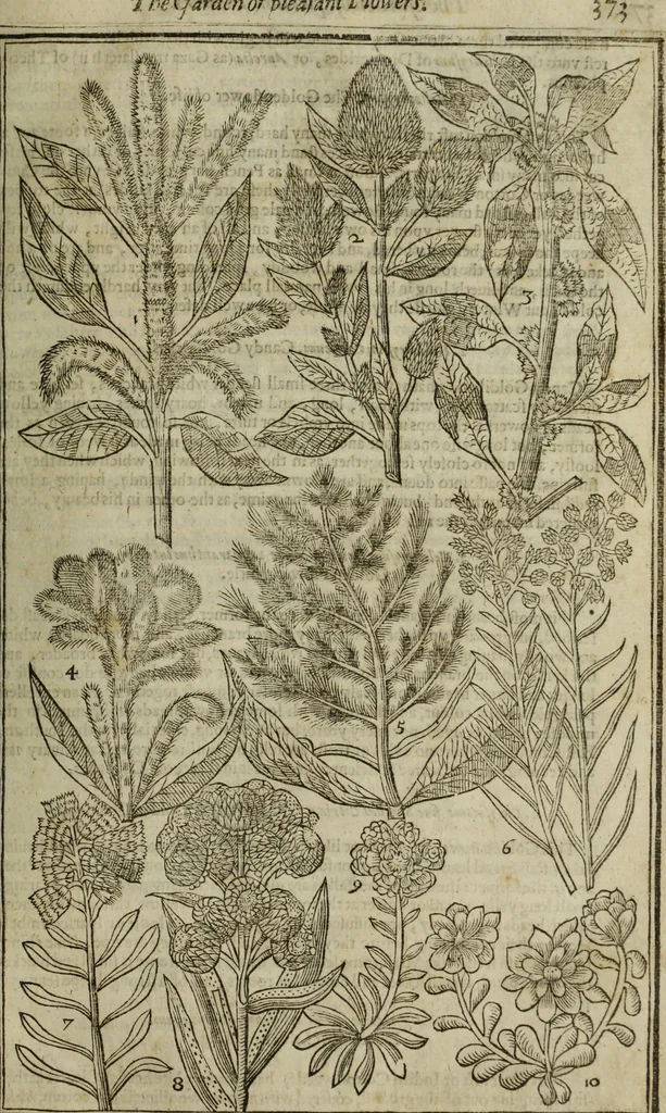 An illustration from Paradisi in sole, paradisus terrestris : or, a choice garden of all sorts of rarest flowers : with their nature, place of birth, time of flowering, names, and vertues to each plant, useful in physick, or admired for beauty. To which is annext a kitchen-garden furnished with all manner of herbs, roots, and fruits, for meat or sawce used with us. With the art of planting an orchard of all sorts of fruit-bearing trees and shrubs, shewing the nature of grafting, inoculating and pruning of them. Together with the right ordering, planting and preserving of them, with their select vertues: All unmentioned in former Herbals, 1656, leaf 384