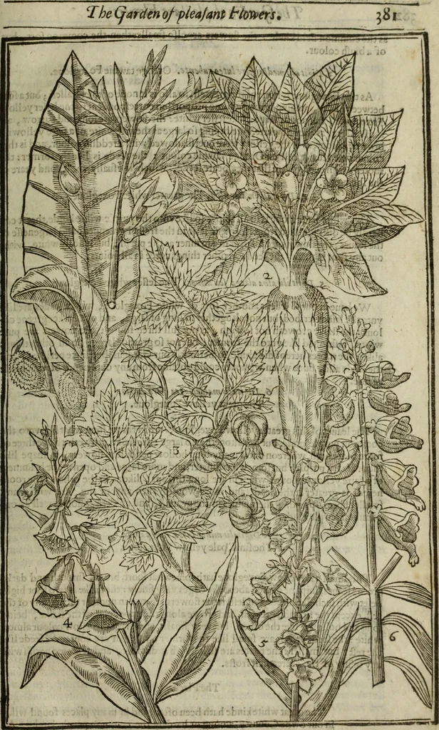 An illustration from Paradisi in sole, paradisus terrestris : or, a choice garden of all sorts of rarest flowers : with their nature, place of birth, time of flowering, names, and vertues to each plant, useful in physick, or admired for beauty. To which is annext a kitchen-garden furnished with all manner of herbs, roots, and fruits, for meat or sawce used with us. With the art of planting an orchard of all sorts of fruit-bearing trees and shrubs, shewing the nature of grafting, inoculating and pruning of them. Together with the right ordering, planting and preserving of them, with their select vertues: All unmentioned in former Herbals, 1656, leaf 392