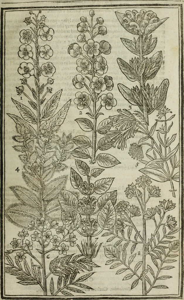 An illustration from Paradisi in sole, paradisus terrestris : or, a choice garden of all sorts of rarest flowers : with their nature, place of birth, time of flowering, names, and vertues to each plant, useful in physick, or admired for beauty. To which is annext a kitchen-garden furnished with all manner of herbs, roots, and fruits, for meat or sawce used with us. With the art of planting an orchard of all sorts of fruit-bearing trees and shrubs, shewing the nature of grafting, inoculating and pruning of them. Together with the right ordering, planting and preserving of them, with their select vertues: All unmentioned in former Herbals, 1656, leaf 398