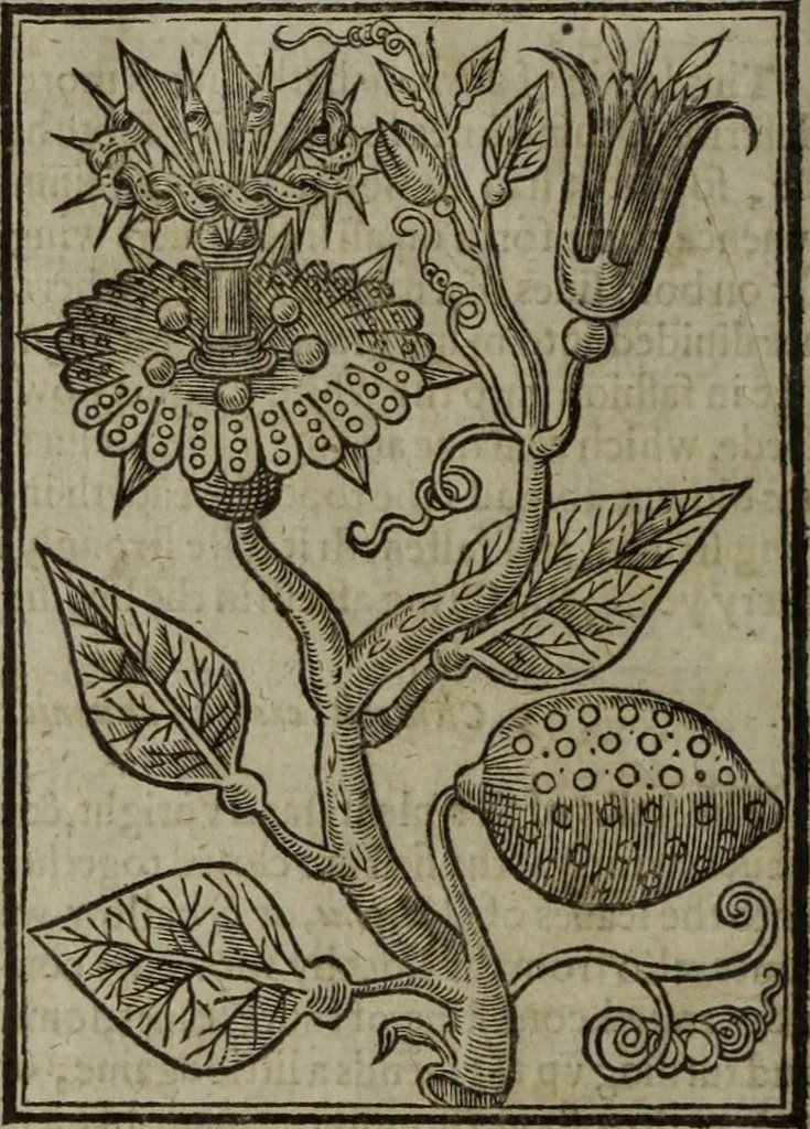 An illustration from Paradisi in sole, paradisus terrestris : or, a choice garden of all sorts of rarest flowers : with their nature, place of birth, time of flowering, names, and vertues to each plant, useful in physick, or admired for beauty. To which is annext a kitchen-garden furnished with all manner of herbs, roots, and fruits, for meat or sawce used with us. With the art of planting an orchard of all sorts of fruit-bearing trees and shrubs, shewing the nature of grafting, inoculating and pruning of them. Together with the right ordering, planting and preserving of them, with their select vertues: All unmentioned in former Herbals, 1656, leaf 405
