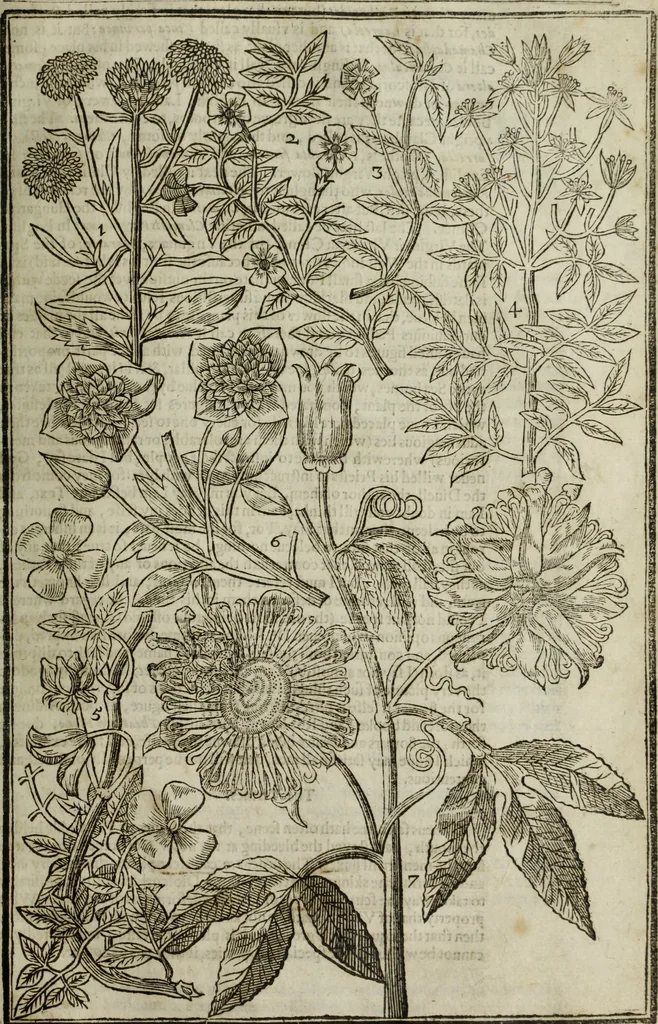 An illustration from Paradisi in sole, paradisus terrestris : or, a choice garden of all sorts of rarest flowers : with their nature, place of birth, time of flowering, names, and vertues to each plant, useful in physick, or admired for beauty. To which is annext a kitchen-garden furnished with all manner of herbs, roots, and fruits, for meat or sawce used with us. With the art of planting an orchard of all sorts of fruit-bearing trees and shrubs, shewing the nature of grafting, inoculating and pruning of them. Together with the right ordering, planting and preserving of them, with their select vertues: All unmentioned in former Herbals, 1656, leaf 406