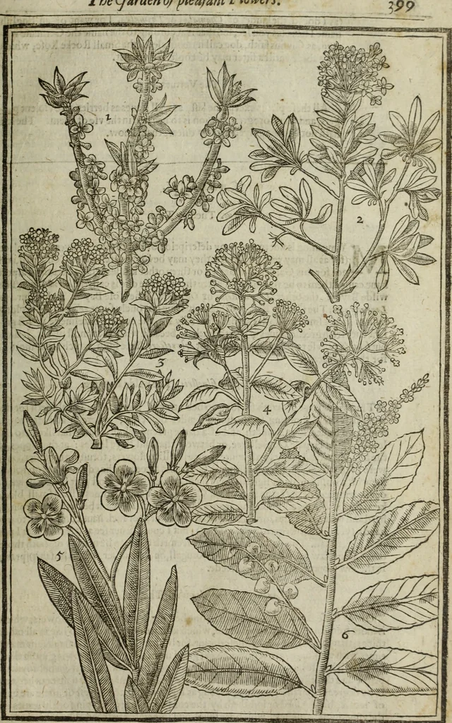 An illustration from Paradisi in sole, paradisus terrestris : or, a choice garden of all sorts of rarest flowers : with their nature, place of birth, time of flowering, names, and vertues to each plant, useful in physick, or admired for beauty. To which is annext a kitchen-garden furnished with all manner of herbs, roots, and fruits, for meat or sawce used with us. With the art of planting an orchard of all sorts of fruit-bearing trees and shrubs, shewing the nature of grafting, inoculating and pruning of them. Together with the right ordering, planting and preserving of them, with their select vertues: All unmentioned in former Herbals, 1656, leaf 410