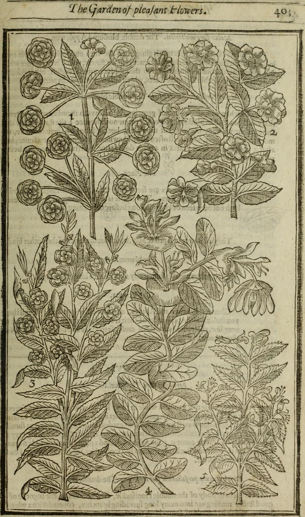 An illustration from Paradisi in sole, paradisus terrestris : or, a choice garden of all sorts of rarest flowers : with their nature, place of birth, time of flowering, names, and vertues to each plant, useful in physick, or admired for beauty. To which is annext a kitchen-garden furnished with all manner of herbs, roots, and fruits, for meat or sawce used with us. With the art of planting an orchard of all sorts of fruit-bearing trees and shrubs, shewing the nature of grafting, inoculating and pruning of them. Together with the right ordering, planting and preserving of them, with their select vertues: All unmentioned in former Herbals, 1656, leaf 414