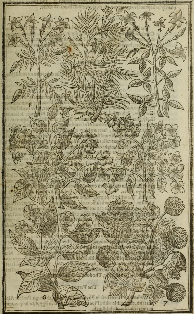An illustration from Paradisi in sole, paradisus terrestris : or, a choice garden of all sorts of rarest flowers : with their nature, place of birth, time of flowering, names, and vertues to each plant, useful in physick, or admired for beauty. To which is annext a kitchen-garden furnished with all manner of herbs, roots, and fruits, for meat or sawce used with us. With the art of planting an orchard of all sorts of fruit-bearing trees and shrubs, shewing the nature of grafting, inoculating and pruning of them. Together with the right ordering, planting and preserving of them, with their select vertues: All unmentioned in former Herbals, 1656, leaf 420