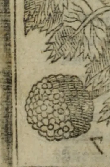 An illustration from Paradisi in sole, paradisus terrestris : or, a choice garden of all sorts of rarest flowers : with their nature, place of birth, time of flowering, names, and vertues to each plant, useful in physick, or admired for beauty. To which is annext a kitchen-garden furnished with all manner of herbs, roots, and fruits, for meat or sawce used with us. With the art of planting an orchard of all sorts of fruit-bearing trees and shrubs, shewing the nature of grafting, inoculating and pruning of them. Together with the right ordering, planting and preserving of them, with their select vertues: All unmentioned in former Herbals, 1656, leaf 421