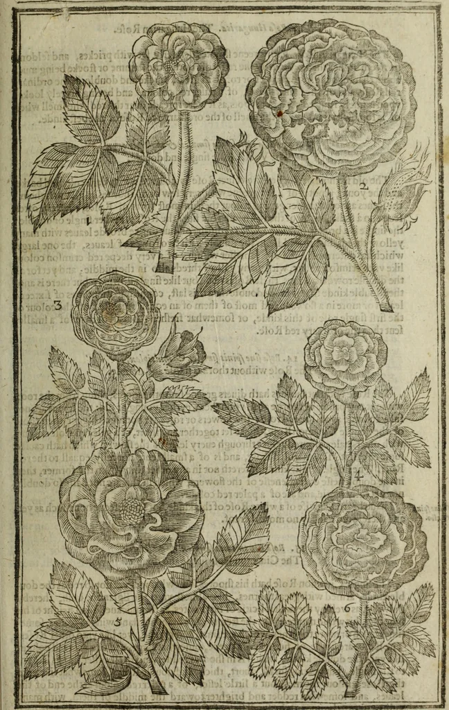 An illustration from Paradisi in sole, paradisus terrestris : or, a choice garden of all sorts of rarest flowers : with their nature, place of birth, time of flowering, names, and vertues to each plant, useful in physick, or admired for beauty. To which is annext a kitchen-garden furnished with all manner of herbs, roots, and fruits, for meat or sawce used with us. With the art of planting an orchard of all sorts of fruit-bearing trees and shrubs, shewing the nature of grafting, inoculating and pruning of them. Together with the right ordering, planting and preserving of them, with their select vertues: All unmentioned in former Herbals, 1656, leaf 426
