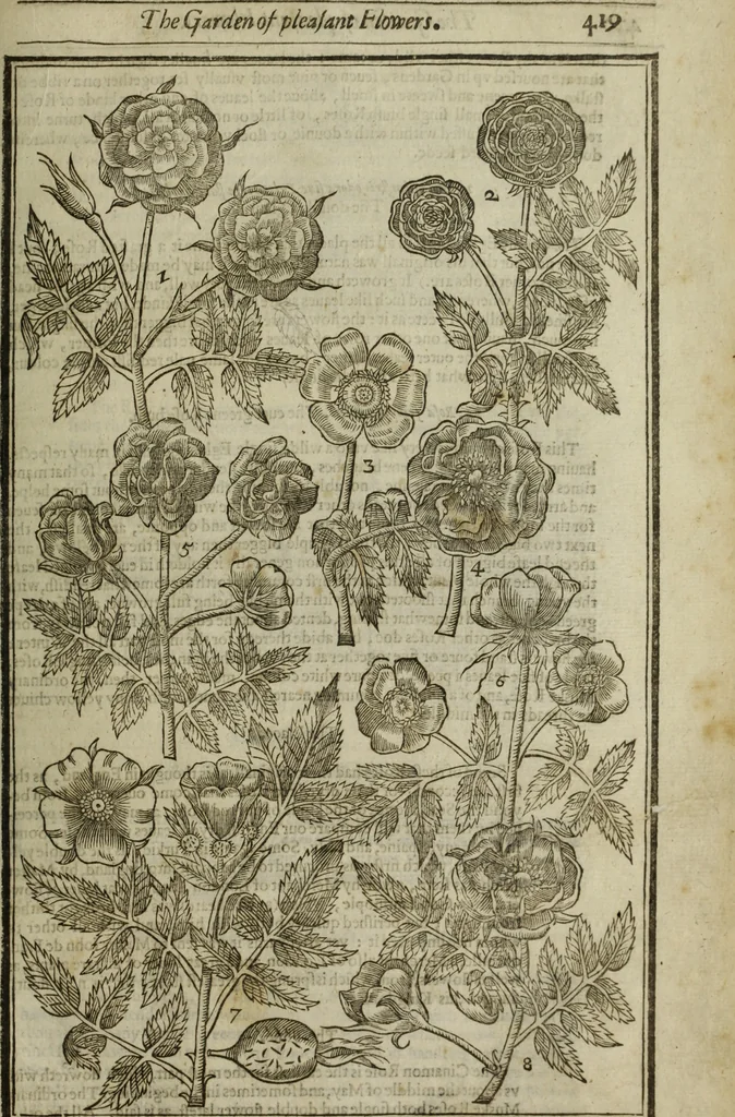 An illustration from Paradisi in sole, paradisus terrestris : or, a choice garden of all sorts of rarest flowers : with their nature, place of birth, time of flowering, names, and vertues to each plant, useful in physick, or admired for beauty. To which is annext a kitchen-garden furnished with all manner of herbs, roots, and fruits, for meat or sawce used with us. With the art of planting an orchard of all sorts of fruit-bearing trees and shrubs, shewing the nature of grafting, inoculating and pruning of them. Together with the right ordering, planting and preserving of them, with their select vertues: All unmentioned in former Herbals, 1656, leaf 430