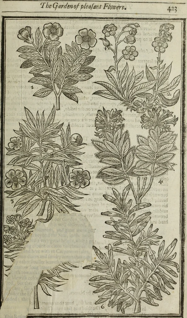 An illustration from Paradisi in sole, paradisus terrestris : or, a choice garden of all sorts of rarest flowers : with their nature, place of birth, time of flowering, names, and vertues to each plant, useful in physick, or admired for beauty. To which is annext a kitchen-garden furnished with all manner of herbs, roots, and fruits, for meat or sawce used with us. With the art of planting an orchard of all sorts of fruit-bearing trees and shrubs, shewing the nature of grafting, inoculating and pruning of them. Together with the right ordering, planting and preserving of them, with their select vertues: All unmentioned in former Herbals, 1656, leaf 434