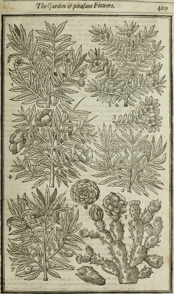 An illustration from Paradisi in sole, paradisus terrestris : or, a choice garden of all sorts of rarest flowers : with their nature, place of birth, time of flowering, names, and vertues to each plant, useful in physick, or admired for beauty. To which is annext a kitchen-garden furnished with all manner of herbs, roots, and fruits, for meat or sawce used with us. With the art of planting an orchard of all sorts of fruit-bearing trees and shrubs, shewing the nature of grafting, inoculating and pruning of them. Together with the right ordering, planting and preserving of them, with their select vertues: All unmentioned in former Herbals, 1656, leaf 440