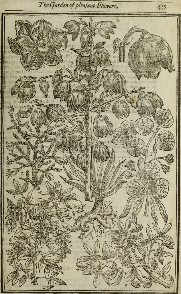 An illustration from Paradisi in sole, paradisus terrestris : or, a choice garden of all sorts of rarest flowers : with their nature, place of birth, time of flowering, names, and vertues to each plant, useful in physick, or admired for beauty. To which is annext a kitchen-garden furnished with all manner of herbs, roots, and fruits, for meat or sawce used with us. With the art of planting an orchard of all sorts of fruit-bearing trees and shrubs, shewing the nature of grafting, inoculating and pruning of them. Together with the right ordering, planting and preserving of them, with their select vertues: All unmentioned in former Herbals, 1656, leaf 446