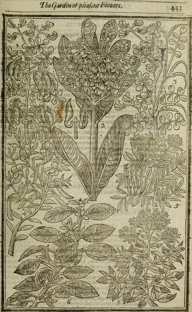 An illustration from Paradisi in sole, paradisus terrestris : or, a choice garden of all sorts of rarest flowers : with their nature, place of birth, time of flowering, names, and vertues to each plant, useful in physick, or admired for beauty. To which is annext a kitchen-garden furnished with all manner of herbs, roots, and fruits, for meat or sawce used with us. With the art of planting an orchard of all sorts of fruit-bearing trees and shrubs, shewing the nature of grafting, inoculating and pruning of them. Together with the right ordering, planting and preserving of them, with their select vertues: All unmentioned in former Herbals, 1656, leaf 454