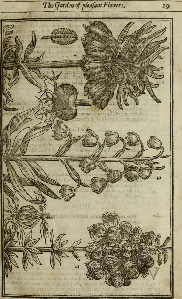 An illustration from Paradisi in sole, paradisus terrestris : or, a choice garden of all sorts of rarest flowers : with their nature, place of birth, time of flowering, names, and vertues to each plant, useful in physick, or admired for beauty. To which is annext a kitchen-garden furnished with all manner of herbs, roots, and fruits, for meat or sawce used with us. With the art of planting an orchard of all sorts of fruit-bearing trees and shrubs, shewing the nature of grafting, inoculating and pruning of them. Together with the right ordering, planting and preserving of them, with their select vertues: All unmentioned in former Herbals, 1656, leaf 46