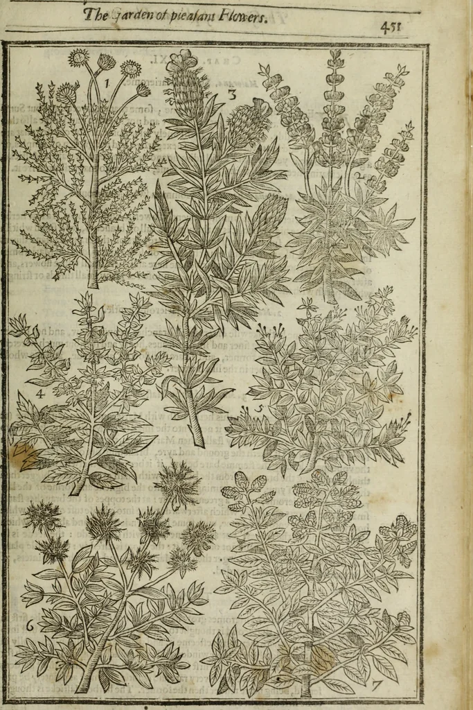 An illustration from Paradisi in sole, paradisus terrestris : or, a choice garden of all sorts of rarest flowers : with their nature, place of birth, time of flowering, names, and vertues to each plant, useful in physick, or admired for beauty. To which is annext a kitchen-garden furnished with all manner of herbs, roots, and fruits, for meat or sawce used with us. With the art of planting an orchard of all sorts of fruit-bearing trees and shrubs, shewing the nature of grafting, inoculating and pruning of them. Together with the right ordering, planting and preserving of them, with their select vertues: All unmentioned in former Herbals, 1656, leaf 462