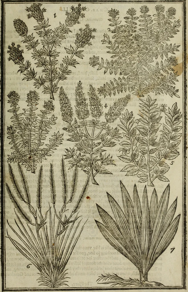 An illustration from Paradisi in sole, paradisus terrestris : or, a choice garden of all sorts of rarest flowers : with their nature, place of birth, time of flowering, names, and vertues to each plant, useful in physick, or admired for beauty. To which is annext a kitchen-garden furnished with all manner of herbs, roots, and fruits, for meat or sawce used with us. With the art of planting an orchard of all sorts of fruit-bearing trees and shrubs, shewing the nature of grafting, inoculating and pruning of them. Together with the right ordering, planting and preserving of them, with their select vertues: All unmentioned in former Herbals, 1656, leaf 468