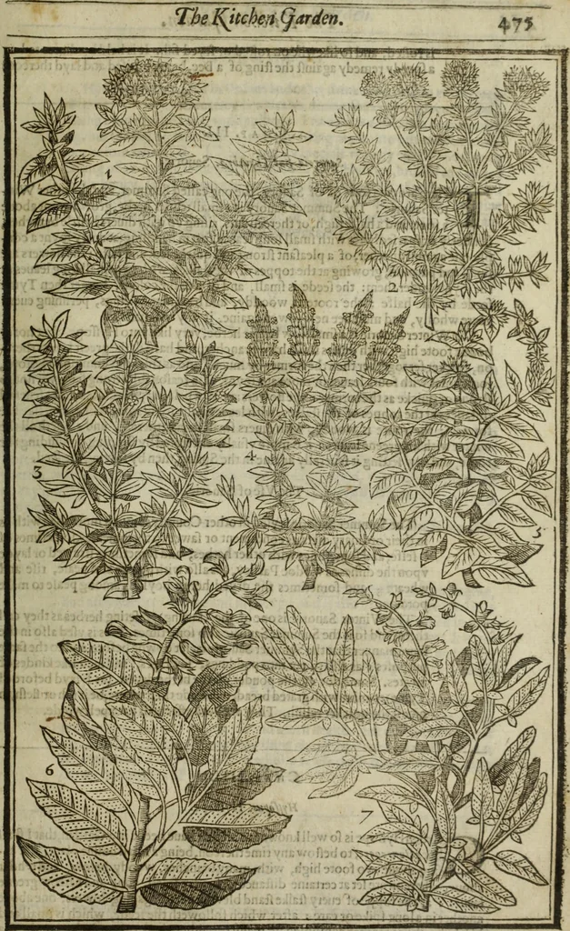 An illustration from Paradisi in sole, paradisus terrestris : or, a choice garden of all sorts of rarest flowers : with their nature, place of birth, time of flowering, names, and vertues to each plant, useful in physick, or admired for beauty. To which is annext a kitchen-garden furnished with all manner of herbs, roots, and fruits, for meat or sawce used with us. With the art of planting an orchard of all sorts of fruit-bearing trees and shrubs, shewing the nature of grafting, inoculating and pruning of them. Together with the right ordering, planting and preserving of them, with their select vertues: All unmentioned in former Herbals, 1656, leaf 486