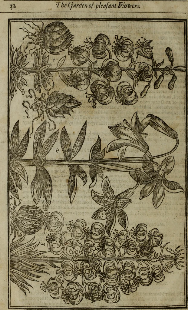 An illustration from Paradisi in sole, paradisus terrestris : or, a choice garden of all sorts of rarest flowers : with their nature, place of birth, time of flowering, names, and vertues to each plant, useful in physick, or admired for beauty. To which is annext a kitchen-garden furnished with all manner of herbs, roots, and fruits, for meat or sawce used with us. With the art of planting an orchard of all sorts of fruit-bearing trees and shrubs, shewing the nature of grafting, inoculating and pruning of them. Together with the right ordering, planting and preserving of them, with their select vertues: All unmentioned in former Herbals, 1656, leaf 49