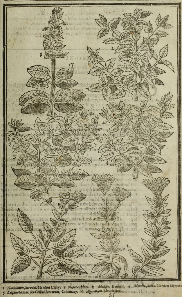 An illustration from Paradisi in sole, paradisus terrestris : or, a choice garden of all sorts of rarest flowers : with their nature, place of birth, time of flowering, names, and vertues to each plant, useful in physick, or admired for beauty. To which is annext a kitchen-garden furnished with all manner of herbs, roots, and fruits, for meat or sawce used with us. With the art of planting an orchard of all sorts of fruit-bearing trees and shrubs, shewing the nature of grafting, inoculating and pruning of them. Together with the right ordering, planting and preserving of them, with their select vertues: All unmentioned in former Herbals, 1656, leaf 492