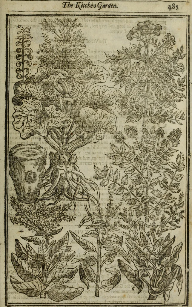An illustration from Paradisi in sole, paradisus terrestris : or, a choice garden of all sorts of rarest flowers : with their nature, place of birth, time of flowering, names, and vertues to each plant, useful in physick, or admired for beauty. To which is annext a kitchen-garden furnished with all manner of herbs, roots, and fruits, for meat or sawce used with us. With the art of planting an orchard of all sorts of fruit-bearing trees and shrubs, shewing the nature of grafting, inoculating and pruning of them. Together with the right ordering, planting and preserving of them, with their select vertues: All unmentioned in former Herbals, 1656, leaf 496