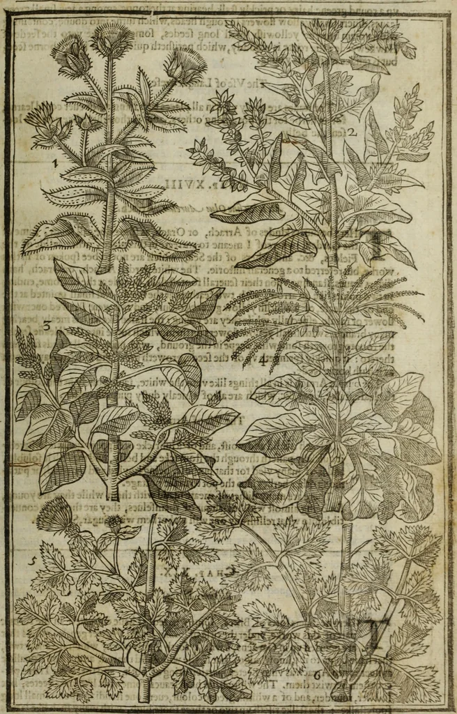 An illustration from Paradisi in sole, paradisus terrestris : or, a choice garden of all sorts of rarest flowers : with their nature, place of birth, time of flowering, names, and vertues to each plant, useful in physick, or admired for beauty. To which is annext a kitchen-garden furnished with all manner of herbs, roots, and fruits, for meat or sawce used with us. With the art of planting an orchard of all sorts of fruit-bearing trees and shrubs, shewing the nature of grafting, inoculating and pruning of them. Together with the right ordering, planting and preserving of them, with their select vertues: All unmentioned in former Herbals, 1656, leaf 498