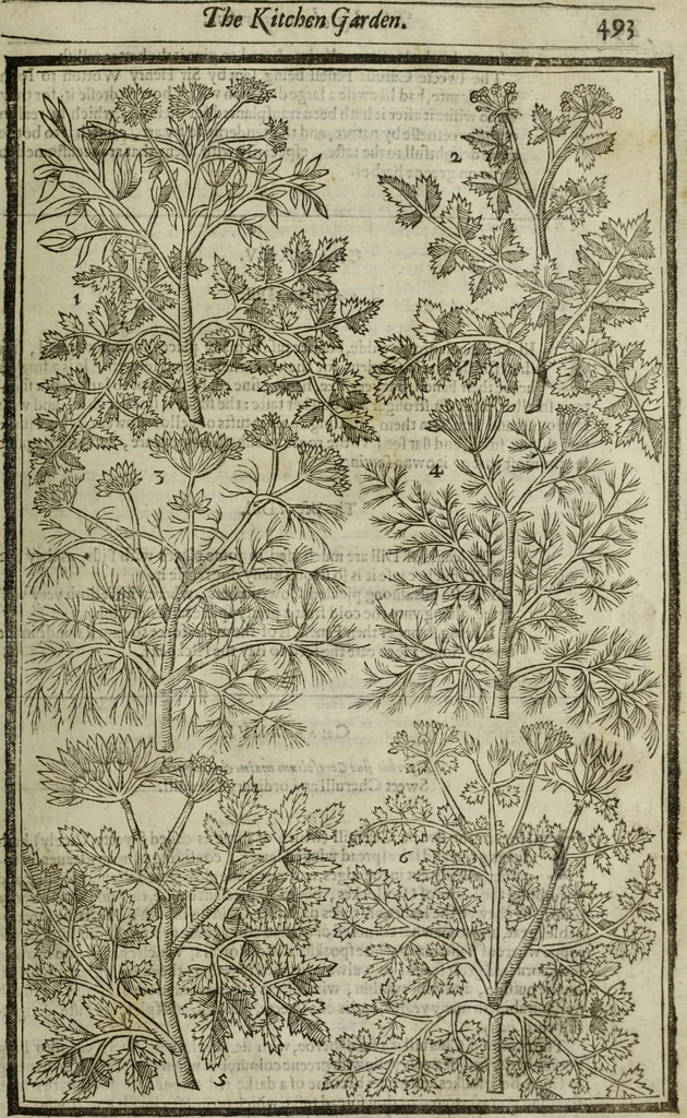 An illustration from Paradisi in sole, paradisus terrestris : or, a choice garden of all sorts of rarest flowers : with their nature, place of birth, time of flowering, names, and vertues to each plant, useful in physick, or admired for beauty. To which is annext a kitchen-garden furnished with all manner of herbs, roots, and fruits, for meat or sawce used with us. With the art of planting an orchard of all sorts of fruit-bearing trees and shrubs, shewing the nature of grafting, inoculating and pruning of them. Together with the right ordering, planting and preserving of them, with their select vertues: All unmentioned in former Herbals, 1656, leaf 504