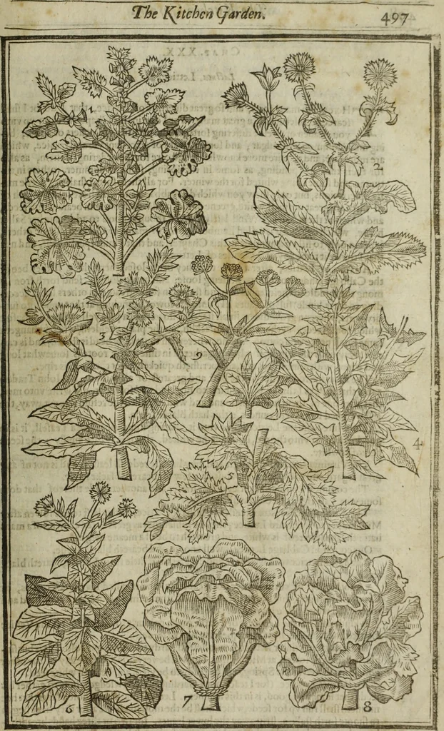 An illustration from Paradisi in sole, paradisus terrestris : or, a choice garden of all sorts of rarest flowers : with their nature, place of birth, time of flowering, names, and vertues to each plant, useful in physick, or admired for beauty. To which is annext a kitchen-garden furnished with all manner of herbs, roots, and fruits, for meat or sawce used with us. With the art of planting an orchard of all sorts of fruit-bearing trees and shrubs, shewing the nature of grafting, inoculating and pruning of them. Together with the right ordering, planting and preserving of them, with their select vertues: All unmentioned in former Herbals, 1656, leaf 508