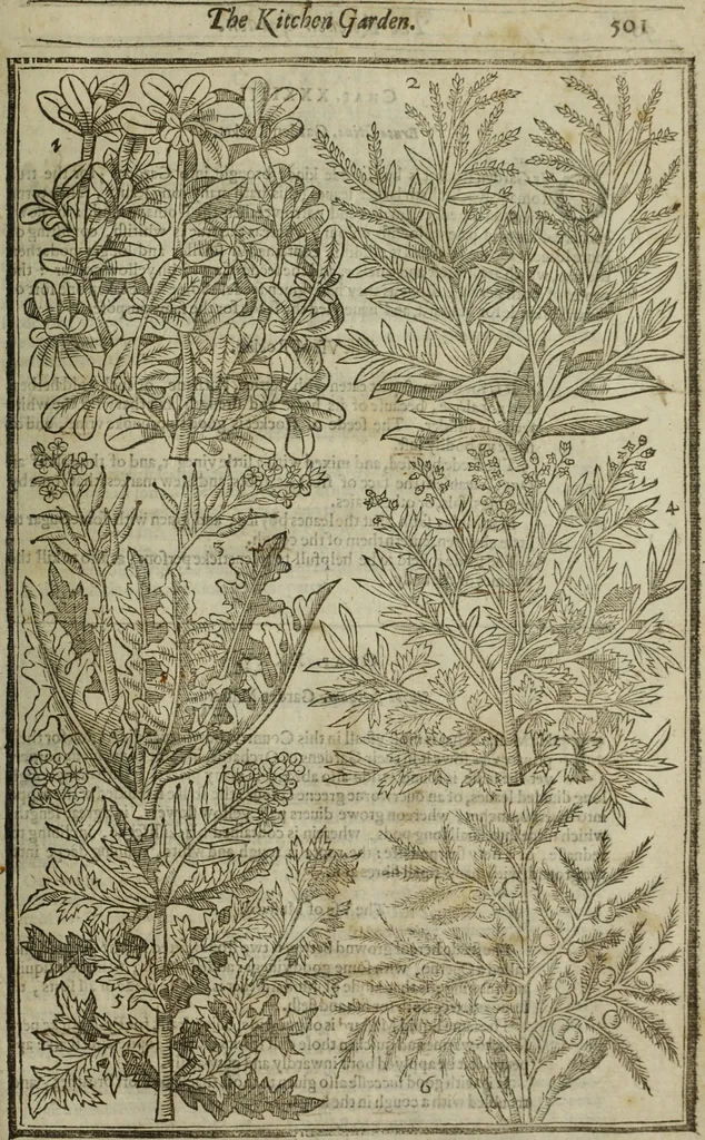 An illustration from Paradisi in sole, paradisus terrestris : or, a choice garden of all sorts of rarest flowers : with their nature, place of birth, time of flowering, names, and vertues to each plant, useful in physick, or admired for beauty. To which is annext a kitchen-garden furnished with all manner of herbs, roots, and fruits, for meat or sawce used with us. With the art of planting an orchard of all sorts of fruit-bearing trees and shrubs, shewing the nature of grafting, inoculating and pruning of them. Together with the right ordering, planting and preserving of them, with their select vertues: All unmentioned in former Herbals, 1656, leaf 512