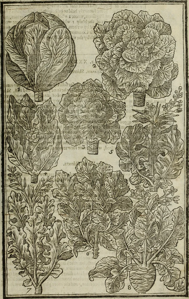 An illustration from Paradisi in sole, paradisus terrestris : or, a choice garden of all sorts of rarest flowers : with their nature, place of birth, time of flowering, names, and vertues to each plant, useful in physick, or admired for beauty. To which is annext a kitchen-garden furnished with all manner of herbs, roots, and fruits, for meat or sawce used with us. With the art of planting an orchard of all sorts of fruit-bearing trees and shrubs, shewing the nature of grafting, inoculating and pruning of them. Together with the right ordering, planting and preserving of them, with their select vertues: All unmentioned in former Herbals, 1656, leaf 516