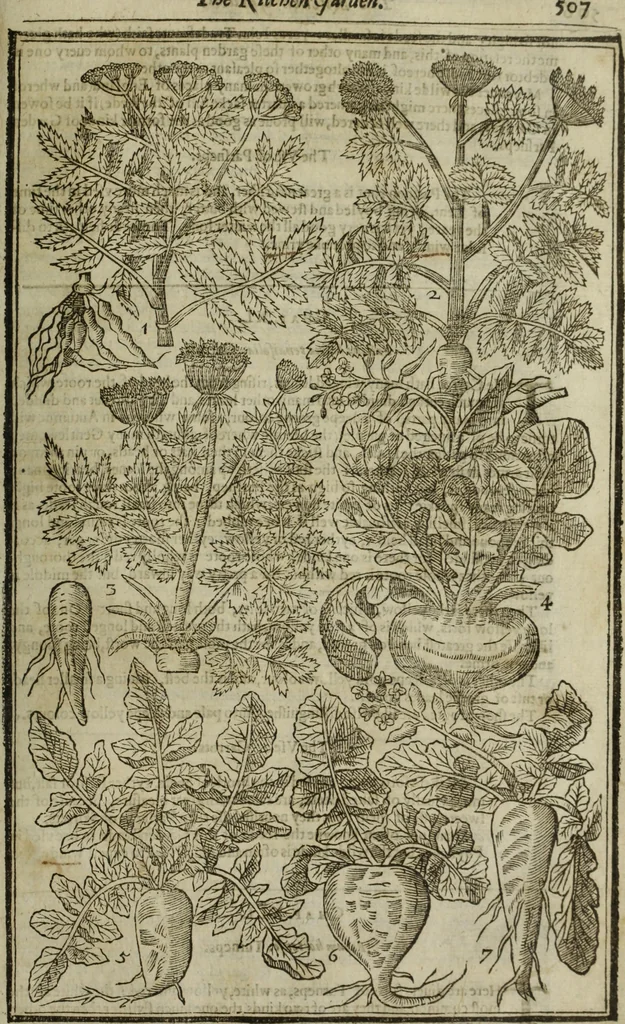 An illustration from Paradisi in sole, paradisus terrestris : or, a choice garden of all sorts of rarest flowers : with their nature, place of birth, time of flowering, names, and vertues to each plant, useful in physick, or admired for beauty. To which is annext a kitchen-garden furnished with all manner of herbs, roots, and fruits, for meat or sawce used with us. With the art of planting an orchard of all sorts of fruit-bearing trees and shrubs, shewing the nature of grafting, inoculating and pruning of them. Together with the right ordering, planting and preserving of them, with their select vertues: All unmentioned in former Herbals, 1656, leaf 518