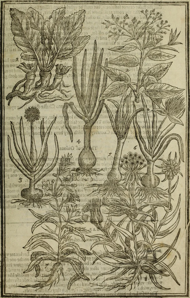 An illustration from Paradisi in sole, paradisus terrestris : or, a choice garden of all sorts of rarest flowers : with their nature, place of birth, time of flowering, names, and vertues to each plant, useful in physick, or admired for beauty. To which is annext a kitchen-garden furnished with all manner of herbs, roots, and fruits, for meat or sawce used with us. With the art of planting an orchard of all sorts of fruit-bearing trees and shrubs, shewing the nature of grafting, inoculating and pruning of them. Together with the right ordering, planting and preserving of them, with their select vertues: All unmentioned in former Herbals, 1656, leaf 522