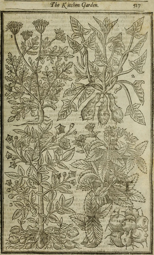An illustration from Paradisi in sole, paradisus terrestris : or, a choice garden of all sorts of rarest flowers : with their nature, place of birth, time of flowering, names, and vertues to each plant, useful in physick, or admired for beauty. To which is annext a kitchen-garden furnished with all manner of herbs, roots, and fruits, for meat or sawce used with us. With the art of planting an orchard of all sorts of fruit-bearing trees and shrubs, shewing the nature of grafting, inoculating and pruning of them. Together with the right ordering, planting and preserving of them, with their select vertues: All unmentioned in former Herbals, 1656, leaf 528