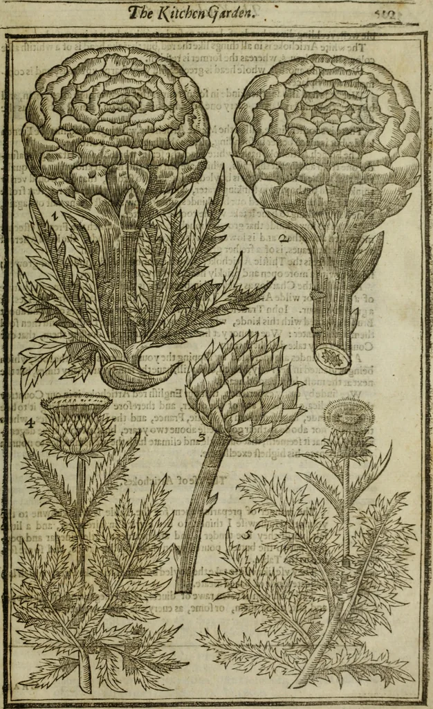An illustration from Paradisi in sole, paradisus terrestris : or, a choice garden of all sorts of rarest flowers : with their nature, place of birth, time of flowering, names, and vertues to each plant, useful in physick, or admired for beauty. To which is annext a kitchen-garden furnished with all manner of herbs, roots, and fruits, for meat or sawce used with us. With the art of planting an orchard of all sorts of fruit-bearing trees and shrubs, shewing the nature of grafting, inoculating and pruning of them. Together with the right ordering, planting and preserving of them, with their select vertues: All unmentioned in former Herbals, 1656, leaf 530