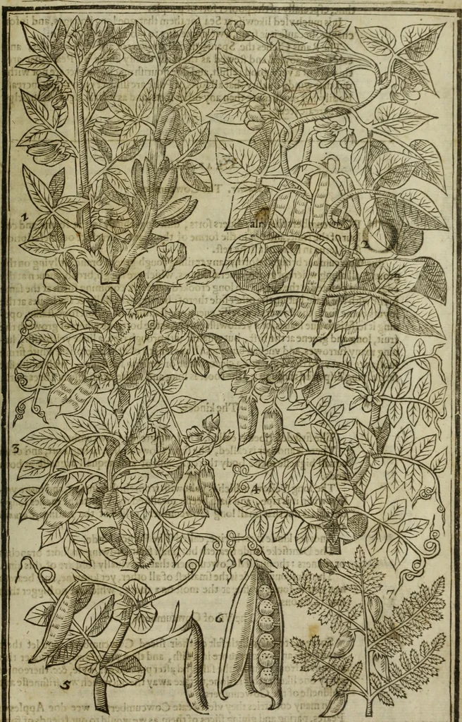 An illustration from Paradisi in sole, paradisus terrestris : or, a choice garden of all sorts of rarest flowers : with their nature, place of birth, time of flowering, names, and vertues to each plant, useful in physick, or admired for beauty. To which is annext a kitchen-garden furnished with all manner of herbs, roots, and fruits, for meat or sawce used with us. With the art of planting an orchard of all sorts of fruit-bearing trees and shrubs, shewing the nature of grafting, inoculating and pruning of them. Together with the right ordering, planting and preserving of them, with their select vertues: All unmentioned in former Herbals, 1656, leaf 534
