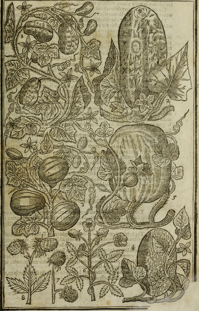 An illustration from Paradisi in sole, paradisus terrestris : or, a choice garden of all sorts of rarest flowers : with their nature, place of birth, time of flowering, names, and vertues to each plant, useful in physick, or admired for beauty. To which is annext a kitchen-garden furnished with all manner of herbs, roots, and fruits, for meat or sawce used with us. With the art of planting an orchard of all sorts of fruit-bearing trees and shrubs, shewing the nature of grafting, inoculating and pruning of them. Together with the right ordering, planting and preserving of them, with their select vertues: All unmentioned in former Herbals, 1656, leaf 538