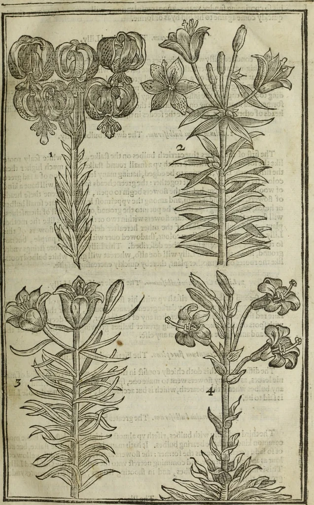 An illustration from Paradisi in sole, paradisus terrestris : or, a choice garden of all sorts of rarest flowers : with their nature, place of birth, time of flowering, names, and vertues to each plant, useful in physick, or admired for beauty. To which is annext a kitchen-garden furnished with all manner of herbs, roots, and fruits, for meat or sawce used with us. With the art of planting an orchard of all sorts of fruit-bearing trees and shrubs, shewing the nature of grafting, inoculating and pruning of them. Together with the right ordering, planting and preserving of them, with their select vertues: All unmentioned in former Herbals, 1656, leaf 54