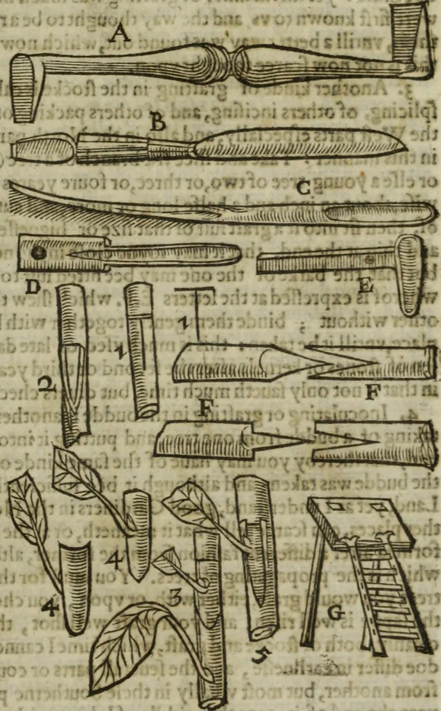 An illustration from Paradisi in sole, paradisus terrestris : or, a choice garden of all sorts of rarest flowers : with their nature, place of birth, time of flowering, names, and vertues to each plant, useful in physick, or admired for beauty. To which is annext a kitchen-garden furnished with all manner of herbs, roots, and fruits, for meat or sawce used with us. With the art of planting an orchard of all sorts of fruit-bearing trees and shrubs, shewing the nature of grafting, inoculating and pruning of them. Together with the right ordering, planting and preserving of them, with their select vertues: All unmentioned in former Herbals, 1656, leaf 552