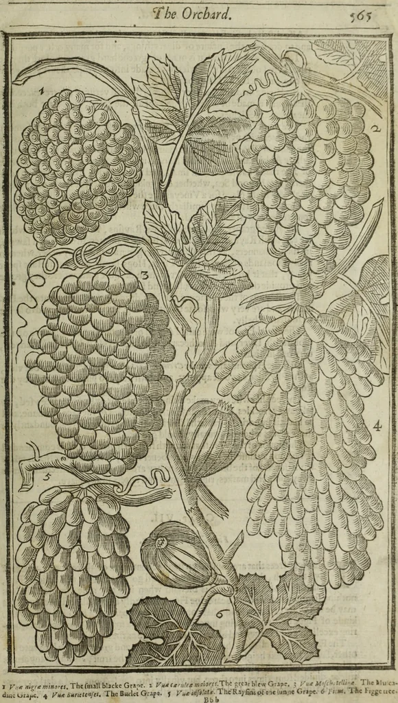 An illustration from Paradisi in sole, paradisus terrestris : or, a choice garden of all sorts of rarest flowers : with their nature, place of birth, time of flowering, names, and vertues to each plant, useful in physick, or admired for beauty. To which is annext a kitchen-garden furnished with all manner of herbs, roots, and fruits, for meat or sawce used with us. With the art of planting an orchard of all sorts of fruit-bearing trees and shrubs, shewing the nature of grafting, inoculating and pruning of them. Together with the right ordering, planting and preserving of them, with their select vertues: All unmentioned in former Herbals, 1656, leaf 574