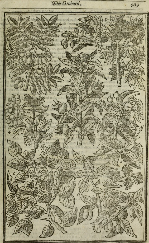 An illustration from Paradisi in sole, paradisus terrestris : or, a choice garden of all sorts of rarest flowers : with their nature, place of birth, time of flowering, names, and vertues to each plant, useful in physick, or admired for beauty. To which is annext a kitchen-garden furnished with all manner of herbs, roots, and fruits, for meat or sawce used with us. With the art of planting an orchard of all sorts of fruit-bearing trees and shrubs, shewing the nature of grafting, inoculating and pruning of them. Together with the right ordering, planting and preserving of them, with their select vertues: All unmentioned in former Herbals, 1656, leaf 578