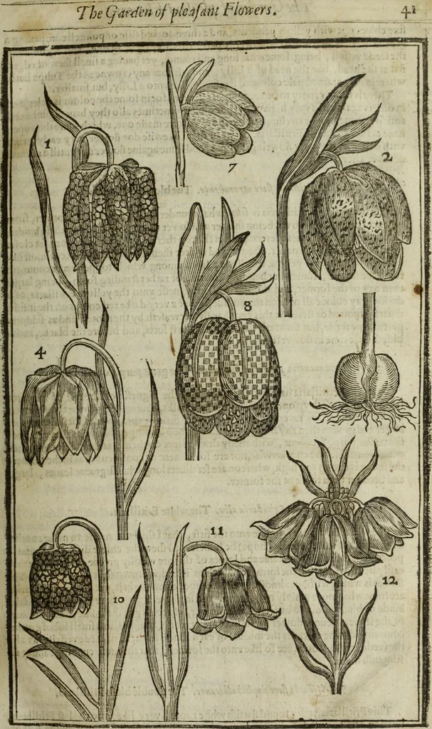 An illustration from Paradisi in sole, paradisus terrestris : or, a choice garden of all sorts of rarest flowers : with their nature, place of birth, time of flowering, names, and vertues to each plant, useful in physick, or admired for beauty. To which is annext a kitchen-garden furnished with all manner of herbs, roots, and fruits, for meat or sawce used with us. With the art of planting an orchard of all sorts of fruit-bearing trees and shrubs, shewing the nature of grafting, inoculating and pruning of them. Together with the right ordering, planting and preserving of them, with their select vertues: All unmentioned in former Herbals, 1656, leaf 58