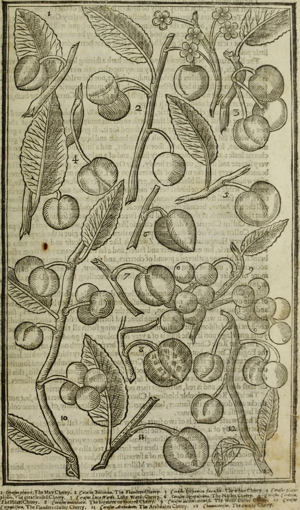 An illustration from Paradisi in sole, paradisus terrestris : or, a choice garden of all sorts of rarest flowers : with their nature, place of birth, time of flowering, names, and vertues to each plant, useful in physick, or admired for beauty. To which is annext a kitchen-garden furnished with all manner of herbs, roots, and fruits, for meat or sawce used with us. With the art of planting an orchard of all sorts of fruit-bearing trees and shrubs, shewing the nature of grafting, inoculating and pruning of them. Together with the right ordering, planting and preserving of them, with their select vertues: All unmentioned in former Herbals, 1656, leaf 582