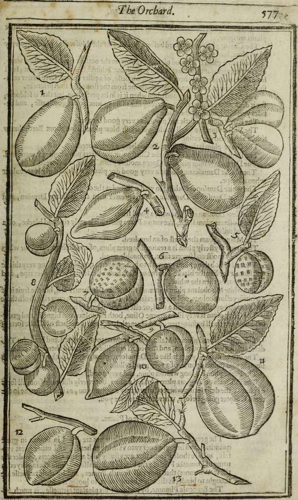 An illustration from Paradisi in sole, paradisus terrestris : or, a choice garden of all sorts of rarest flowers : with their nature, place of birth, time of flowering, names, and vertues to each plant, useful in physick, or admired for beauty. To which is annext a kitchen-garden furnished with all manner of herbs, roots, and fruits, for meat or sawce used with us. With the art of planting an orchard of all sorts of fruit-bearing trees and shrubs, shewing the nature of grafting, inoculating and pruning of them. Together with the right ordering, planting and preserving of them, with their select vertues: All unmentioned in former Herbals, 1656, leaf 586