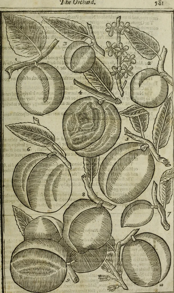 An illustration from Paradisi in sole, paradisus terrestris : or, a choice garden of all sorts of rarest flowers : with their nature, place of birth, time of flowering, names, and vertues to each plant, useful in physick, or admired for beauty. To which is annext a kitchen-garden furnished with all manner of herbs, roots, and fruits, for meat or sawce used with us. With the art of planting an orchard of all sorts of fruit-bearing trees and shrubs, shewing the nature of grafting, inoculating and pruning of them. Together with the right ordering, planting and preserving of them, with their select vertues: All unmentioned in former Herbals, 1656, leaf 590