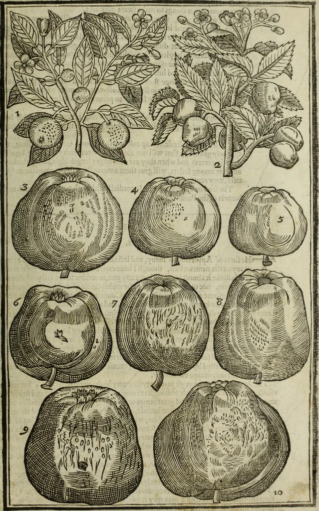 An illustration from Paradisi in sole, paradisus terrestris : or, a choice garden of all sorts of rarest flowers : with their nature, place of birth, time of flowering, names, and vertues to each plant, useful in physick, or admired for beauty. To which is annext a kitchen-garden furnished with all manner of herbs, roots, and fruits, for meat or sawce used with us. With the art of planting an orchard of all sorts of fruit-bearing trees and shrubs, shewing the nature of grafting, inoculating and pruning of them. Together with the right ordering, planting and preserving of them, with their select vertues: All unmentioned in former Herbals, 1656, leaf 594