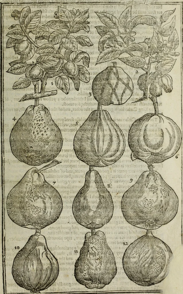 An illustration from Paradisi in sole, paradisus terrestris : or, a choice garden of all sorts of rarest flowers : with their nature, place of birth, time of flowering, names, and vertues to each plant, useful in physick, or admired for beauty. To which is annext a kitchen-garden furnished with all manner of herbs, roots, and fruits, for meat or sawce used with us. With the art of planting an orchard of all sorts of fruit-bearing trees and shrubs, shewing the nature of grafting, inoculating and pruning of them. Together with the right ordering, planting and preserving of them, with their select vertues: All unmentioned in former Herbals, 1656, leaf 600